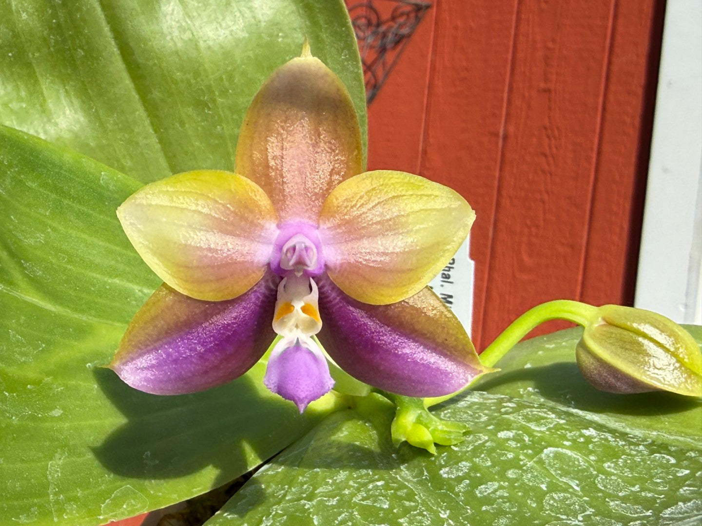 Phalaenopsis Mituo Van Gogh - Seed Grown 260407 Flowering 2 spikes