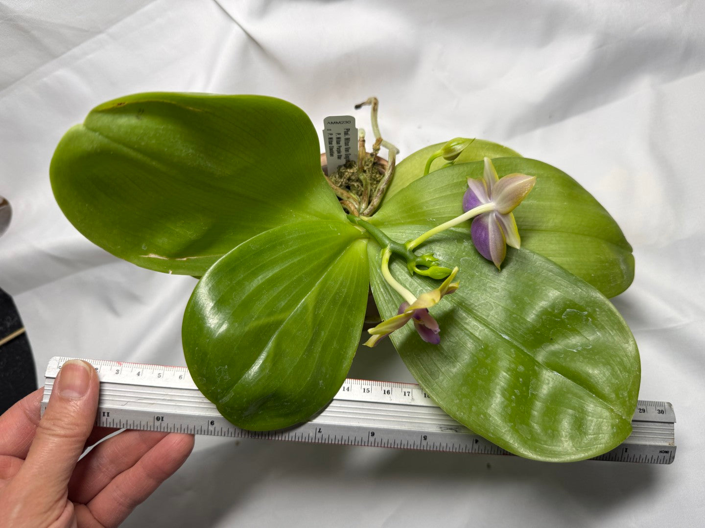 Phalaenopsis Mituo Van Gogh - Seed Grown 260407 Flowering 2 spikes