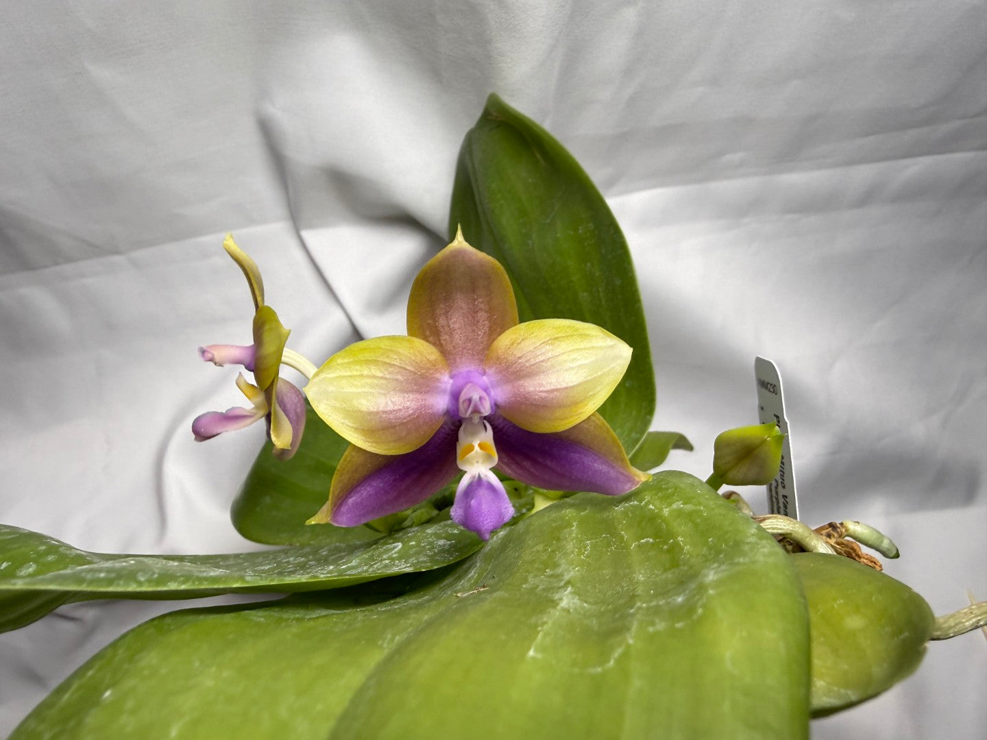 Phalaenopsis Mituo Van Gogh - Seed Grown 260407 Flowering 2 spikes