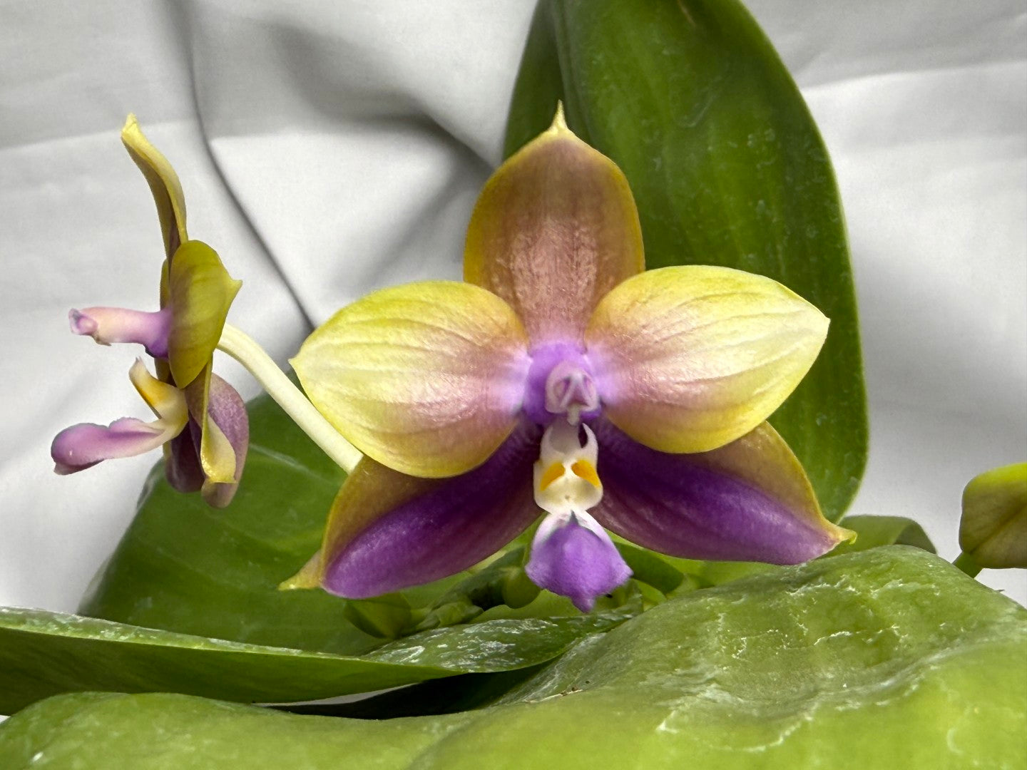 Phalaenopsis Mituo Van Gogh - Seed Grown 260407 Flowering 2 spikes