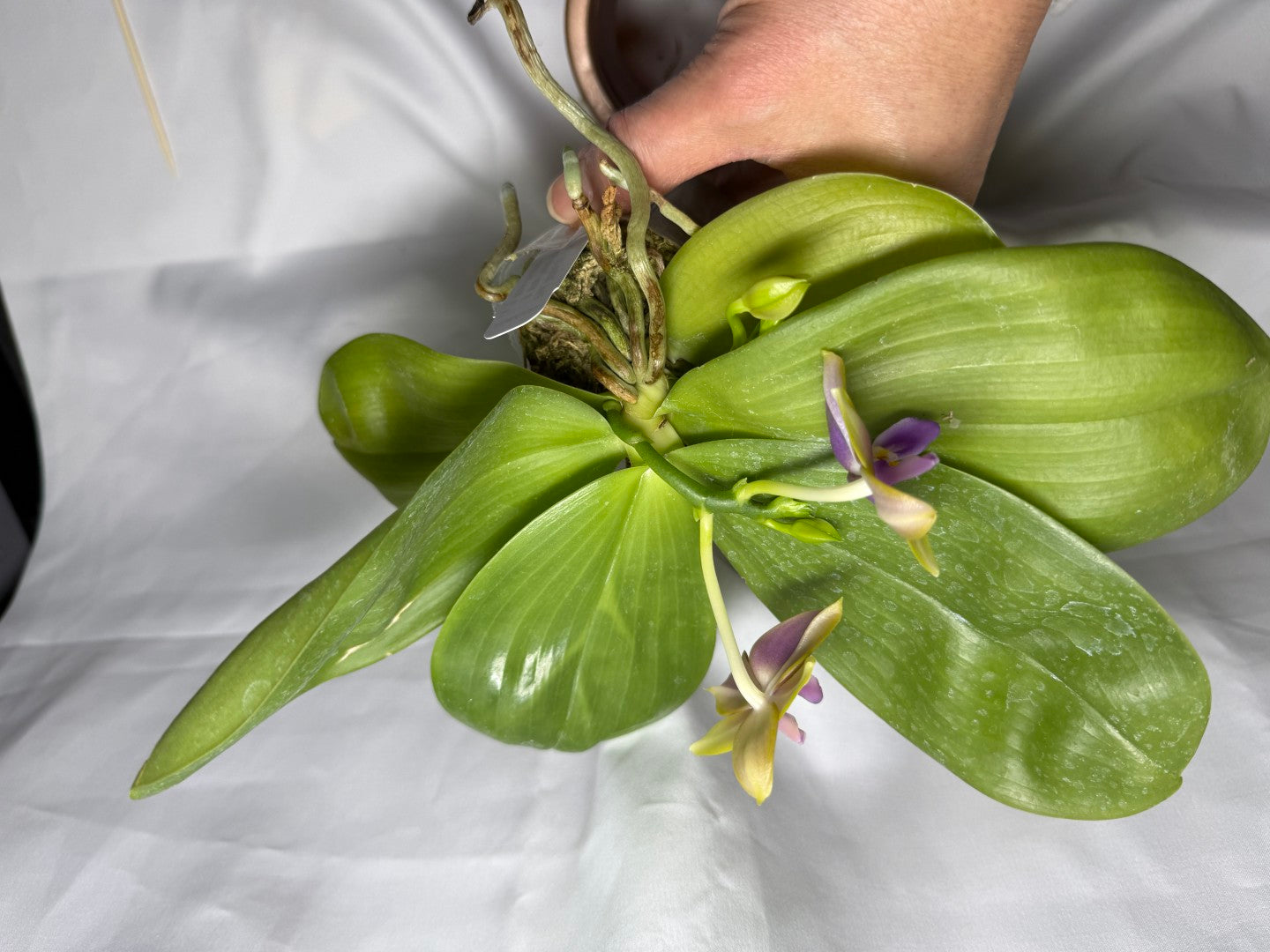 Phalaenopsis Mituo Van Gogh - Seed Grown 260407 Flowering 2 spikes