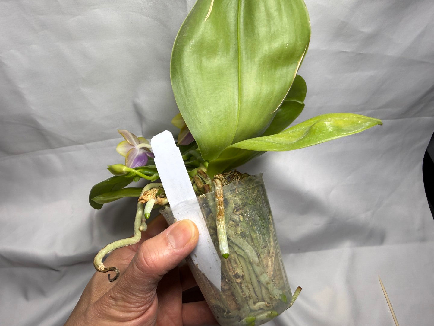 Phalaenopsis Mituo Van Gogh - Seed Grown 260407 Flowering 2 spikes
