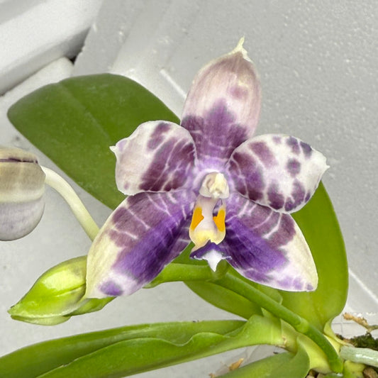 Phalaenopsis Mituo Purple Dragon x Mituo Speciosa Dragon 250818-B Flowering