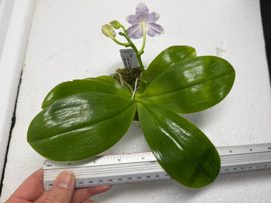 Phalaenopsis Mituo Purple Dragon x Mituo Speciosa Dragon 250829 Flowering