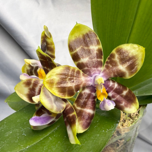 Phalaenopsis (Mituo Purple Dragon X Mituo Speciosa Dragon) 260426 Seed Grown Flowering 2 spikes