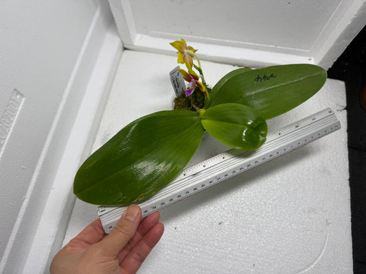 Phalaenopsis Mituo Gelb Eagle x Mituo Obsidian 250803-A Flowering