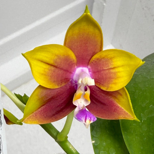Phalaenopsis Mituo Gelb Eagle x Mituo Obsidian 250803-A Flowering
