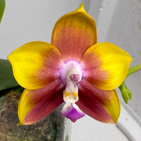 Phalaenopsis Mituo Gelb Eagle x Mituo Obsidian 250803-B Flowering