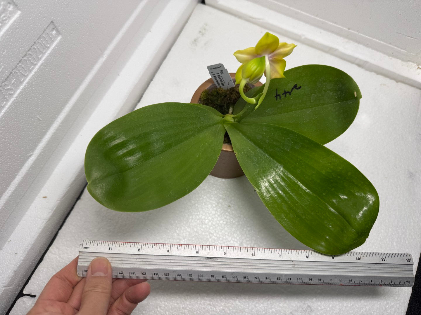 Phalaenopsis Mituo Gold Coin 250827 Flowering