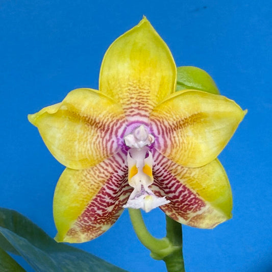 Phalaenopsis Mituo Gelb Eagle x Mituo Obsidian 250827 Flowering