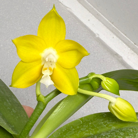 Phalaenopsis Mituo Gold Coin 250904 Flowering