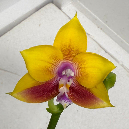 Phalaenopsis Mituo Gold Coin 250909 Flowering Fragrant