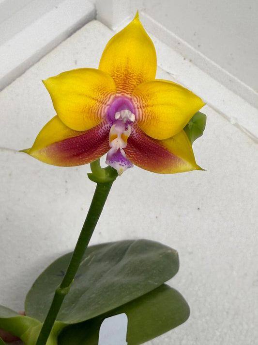 Phalaenopsis Mituo Gold Coin 250909 Flowering Fragrant