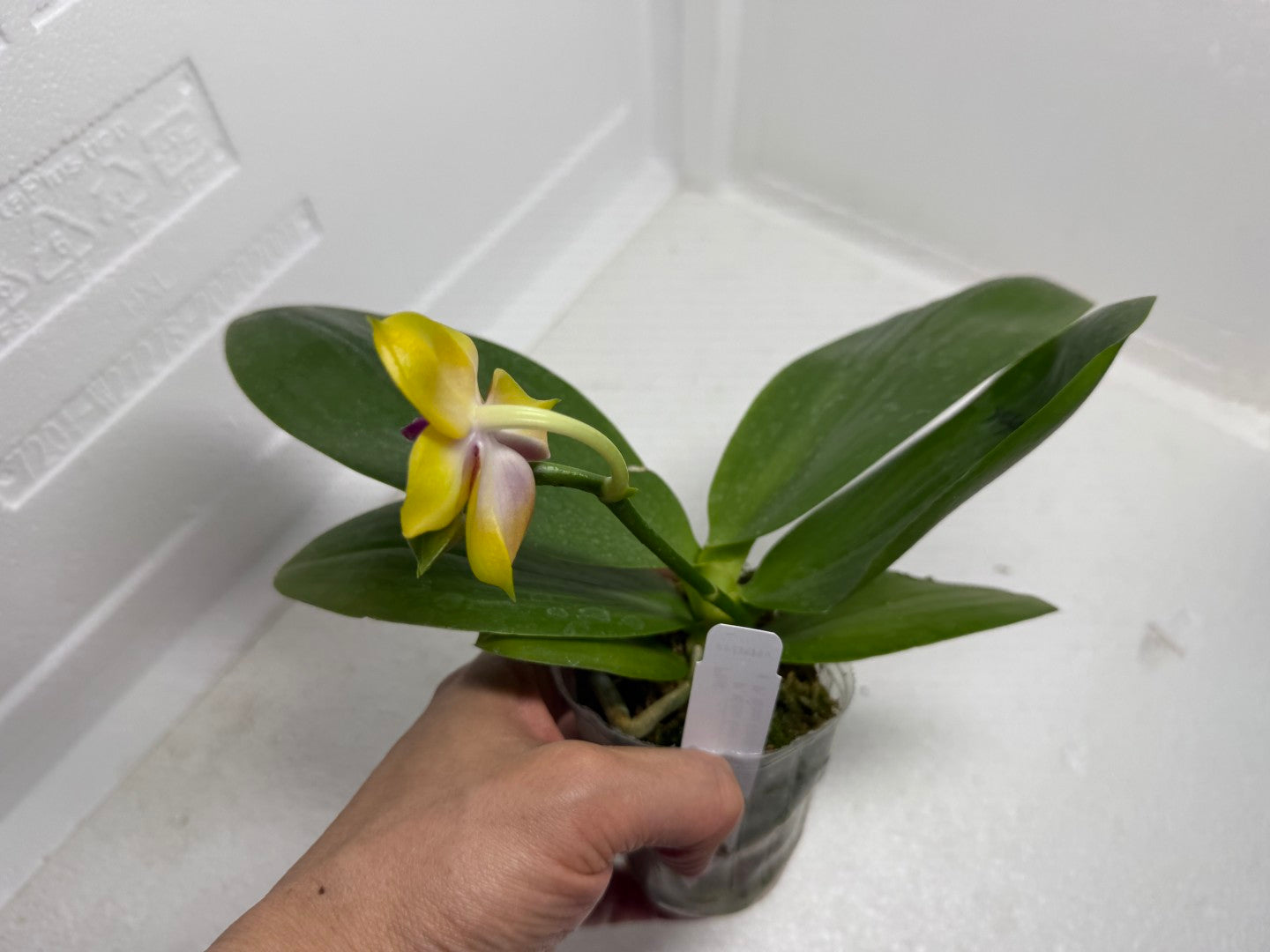 Phalaenopsis Mituo Gold Coin 250913 Flowering Fragrant