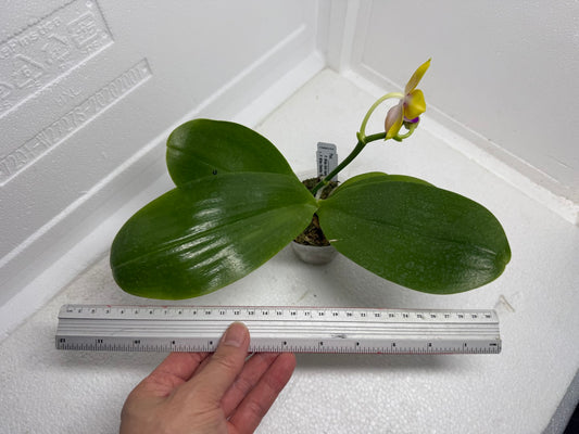 Phalaenopsis Mituo Gold Coin 250913 Flowering Fragrant