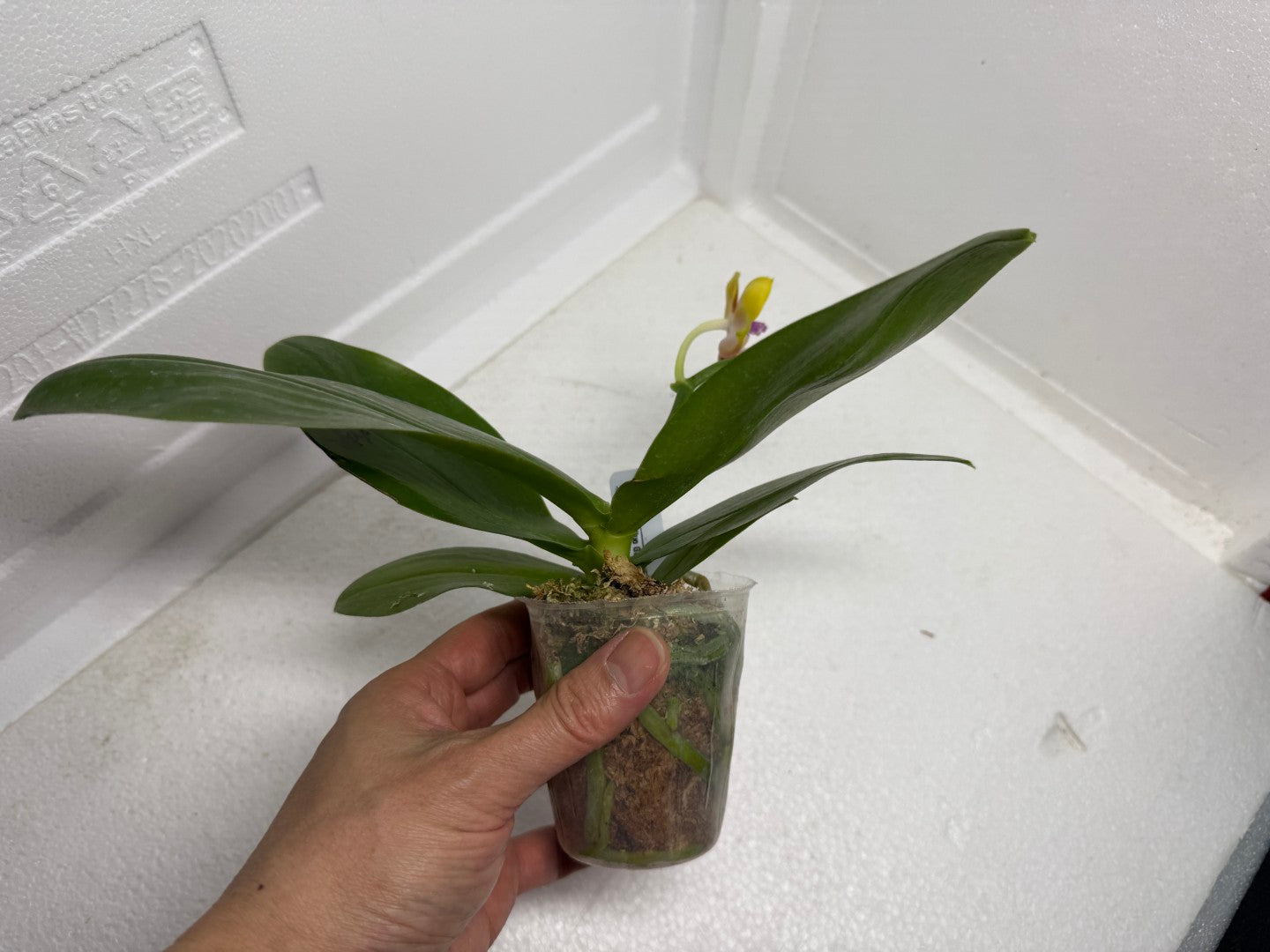Phalaenopsis Mituo Gold Coin 250913 Flowering Fragrant