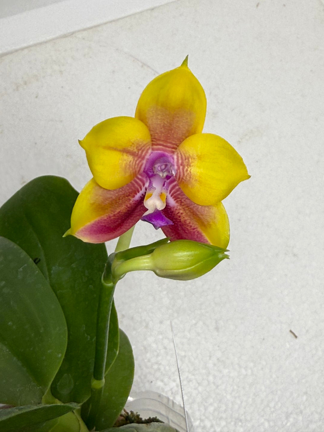 Phalaenopsis Mituo Gold Coin 250913 Flowering Fragrant