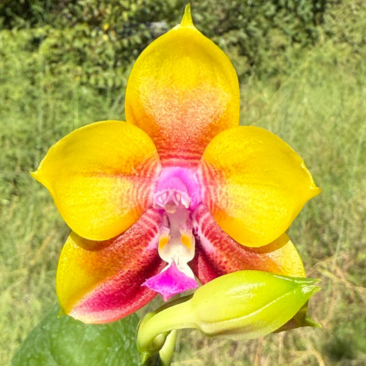 Phalaenopsis Mituo Gold Coin 250913 Flowering Fragrant
