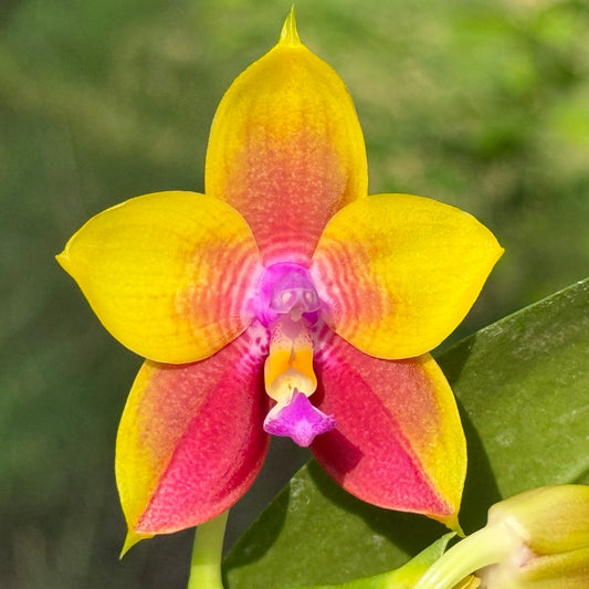 Phalaenopsis Mituo Gold Coin 260425 Flowering Fragrant Seed Grown