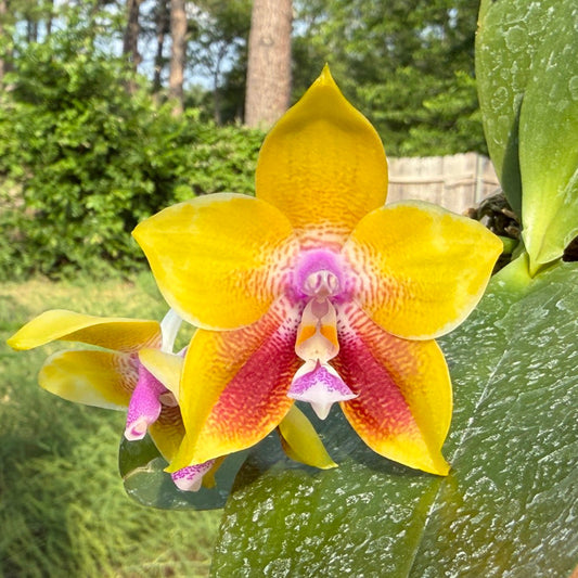 Phalaenopsis Mituo Gold Coin 260426 Flowering Fragrant Seed Grown