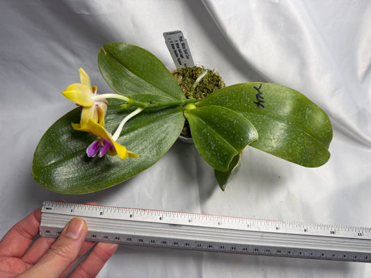 Phalaenopsis Mituo Gold Coin 260426 Flowering Fragrant Seed Grown