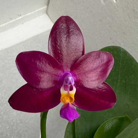 Phalaenopsis Mituo Special Princess x (Fintjie Kunriawati - LD‘s Bear King) 250716 Flowering