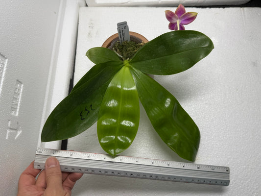 Phalaenopsis Mituo Special Princess x (Fintjie Kunriawati - LD‘s Bear King) 250823 Flowering  Very Fragrant