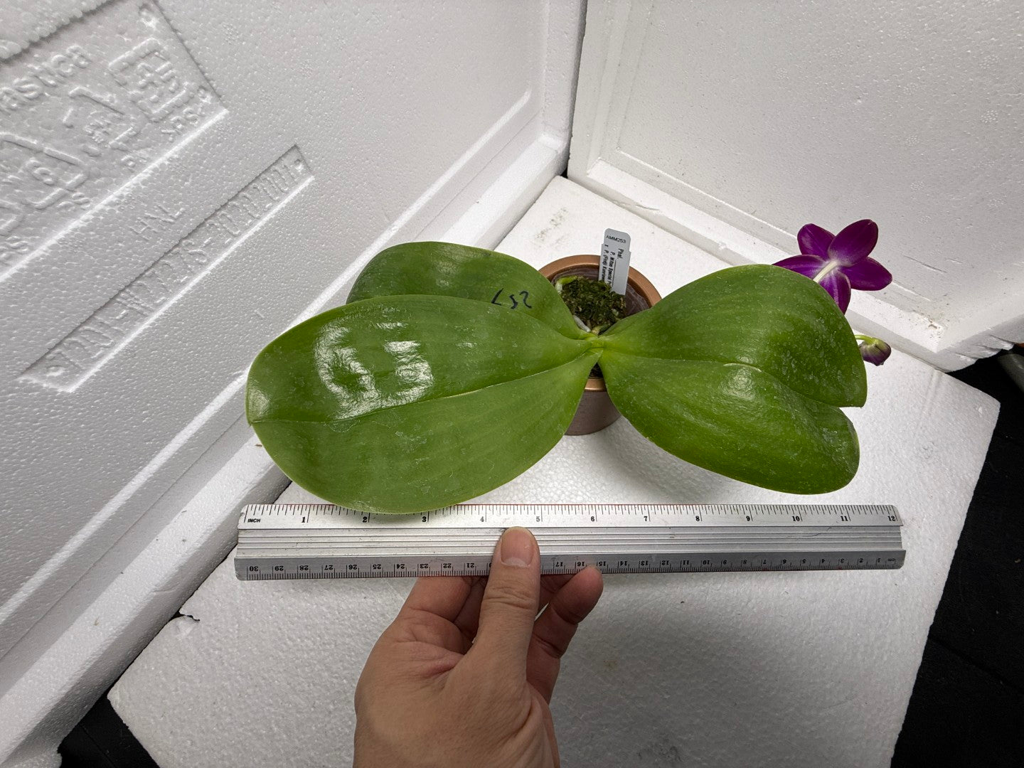 Phalaenopsis Mituo Joanie 250827 Flowering Very Fragrant