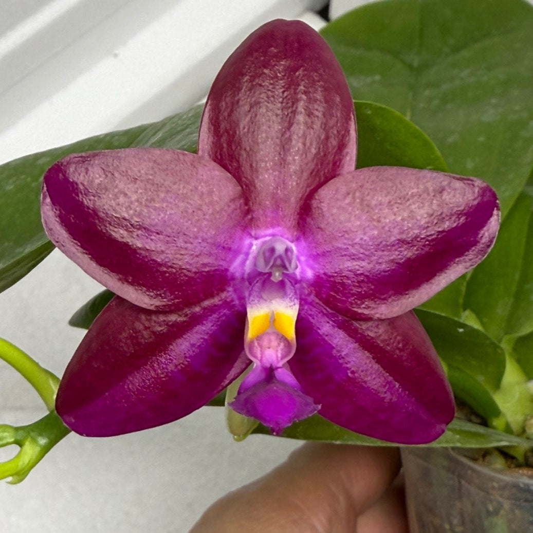Phalaenopsis Mituo Joanie 250827 Flowering Very Fragrant