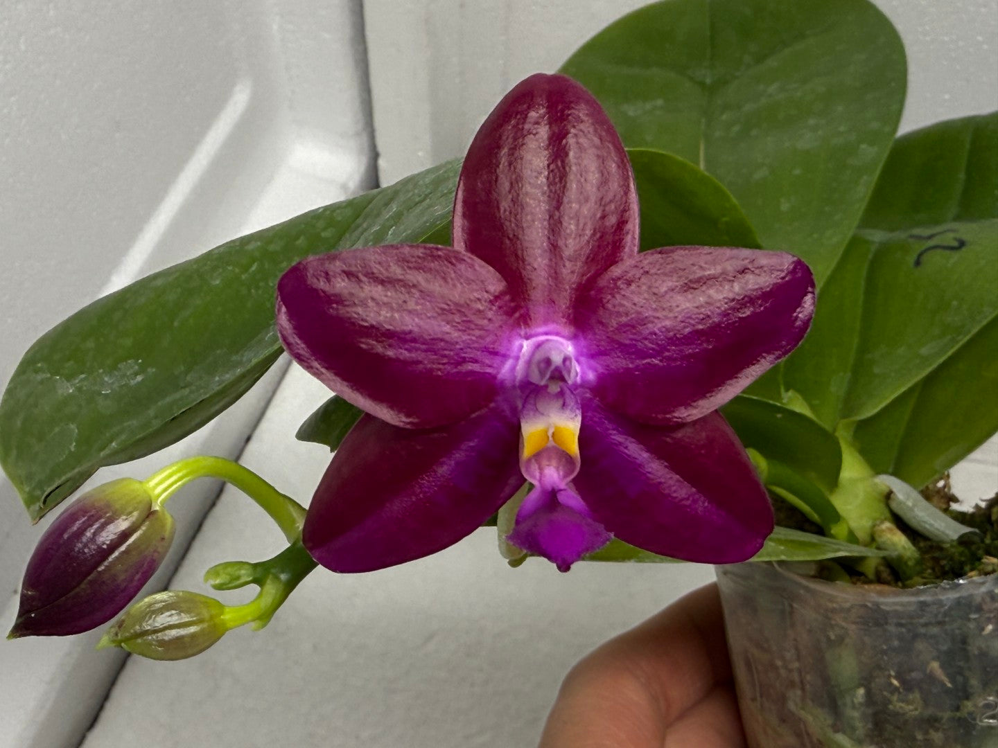 Phalaenopsis Mituo Joanie 250827 Flowering Very Fragrant