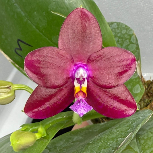 Phalaenopsis Mituo Joanie 250901 Flowering