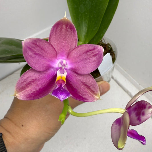 Phalaenopsis Mituo Joanie 250909 Flowering Sweet Fragrance