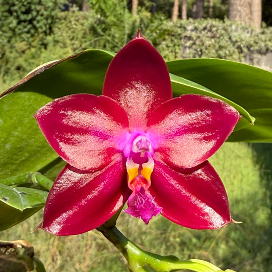 Phalaenopsis Mituo Joanie 250913 Flowering Vibrant Red Purple