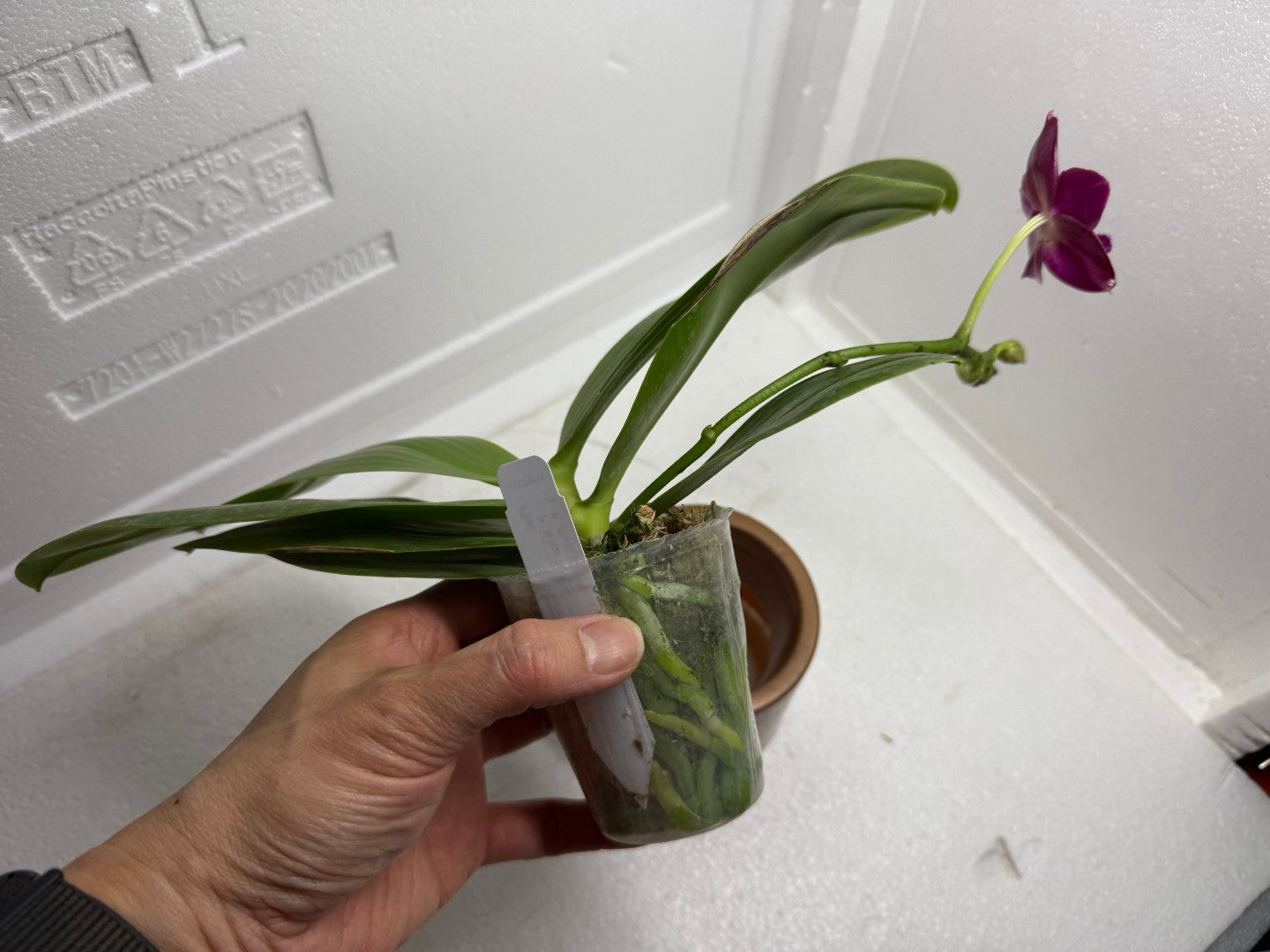 Phalaenopsis Mituo Joanie 250913 Flowering Vibrant Red Purple