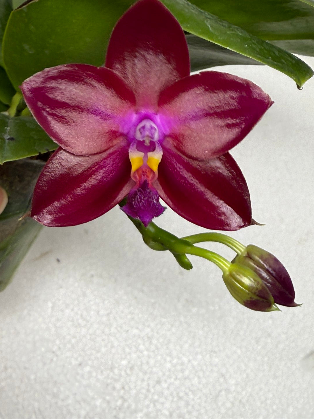 Phalaenopsis Mituo Joanie 250913 Flowering Vibrant Red Purple