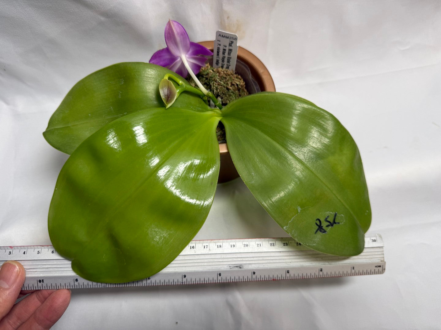 AMM258 - Phalaenopsis Mituo Violet Dragon (seed grown) 260608 Flowering