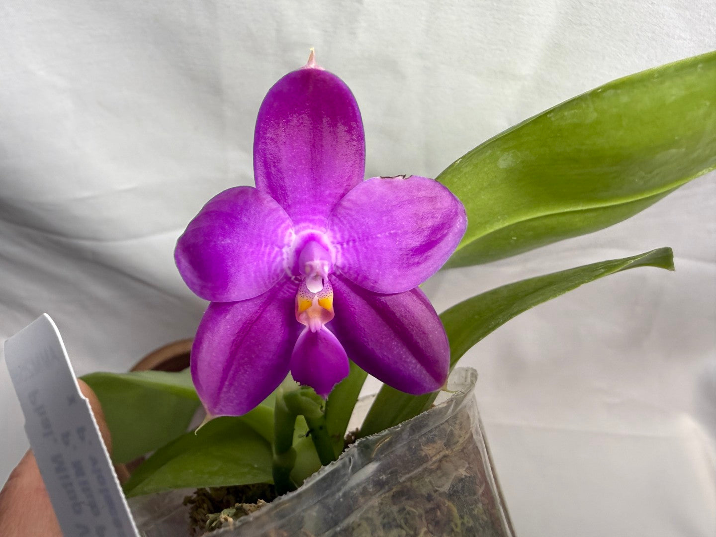 AMM258 - Phalaenopsis Mituo Violet Dragon (seed grown) 260608 Flowering