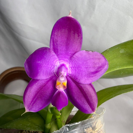 AMM258 - Phalaenopsis Mituo Violet Dragon (seed grown) 260608 Flowering