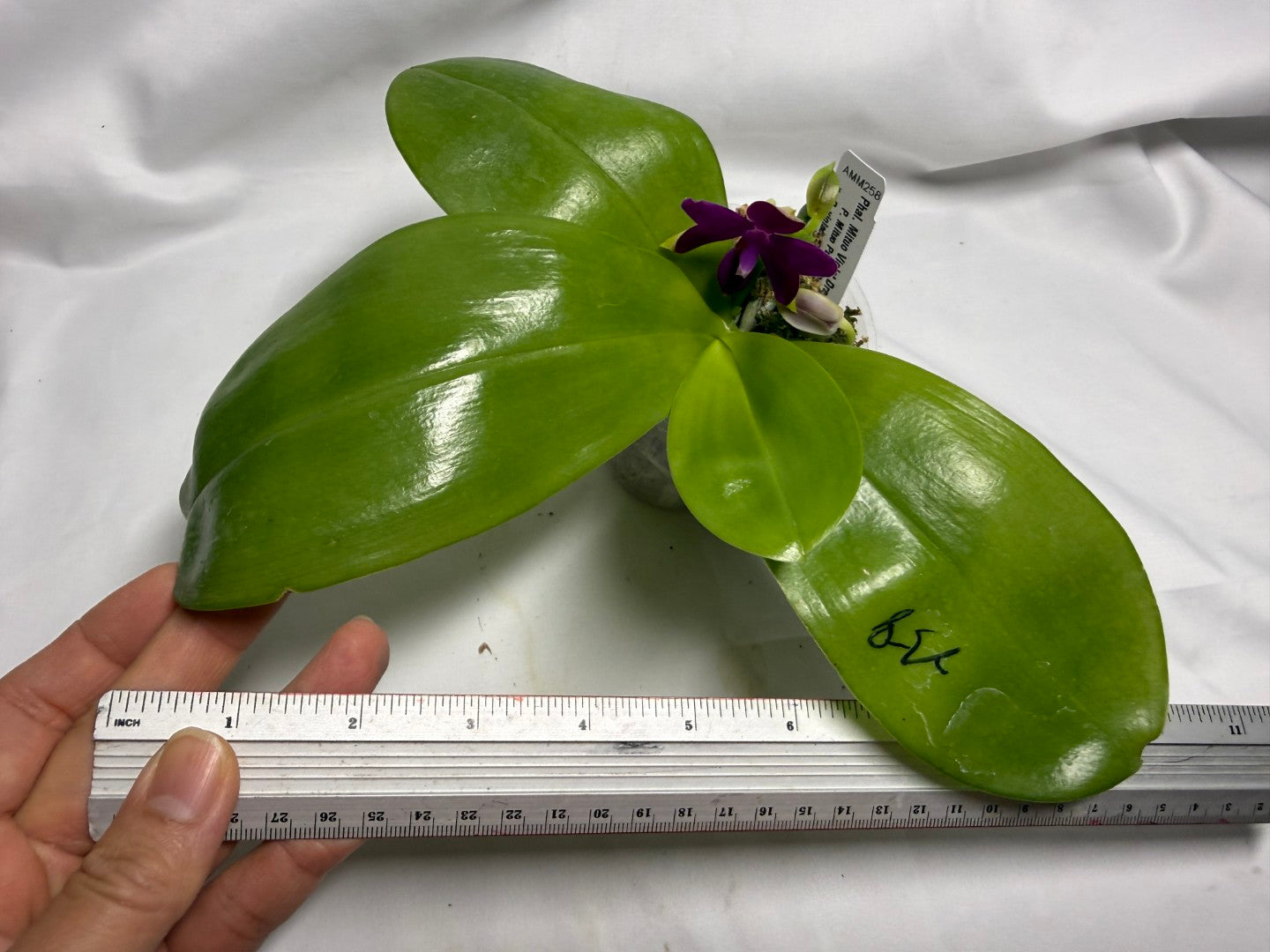 AMM258 - Phalaenopsis Mituo Violet Dragon (seed grown) 260614 Flowering