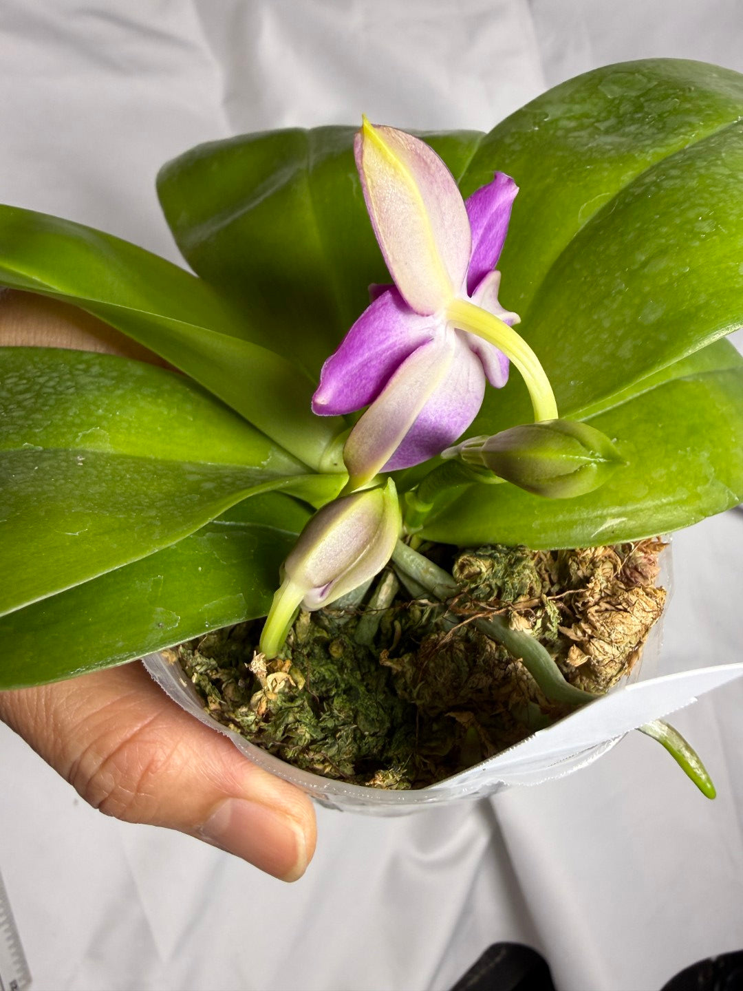 AMM258 - Phalaenopsis Mituo Violet Dragon (seed grown) 260614 Flowering