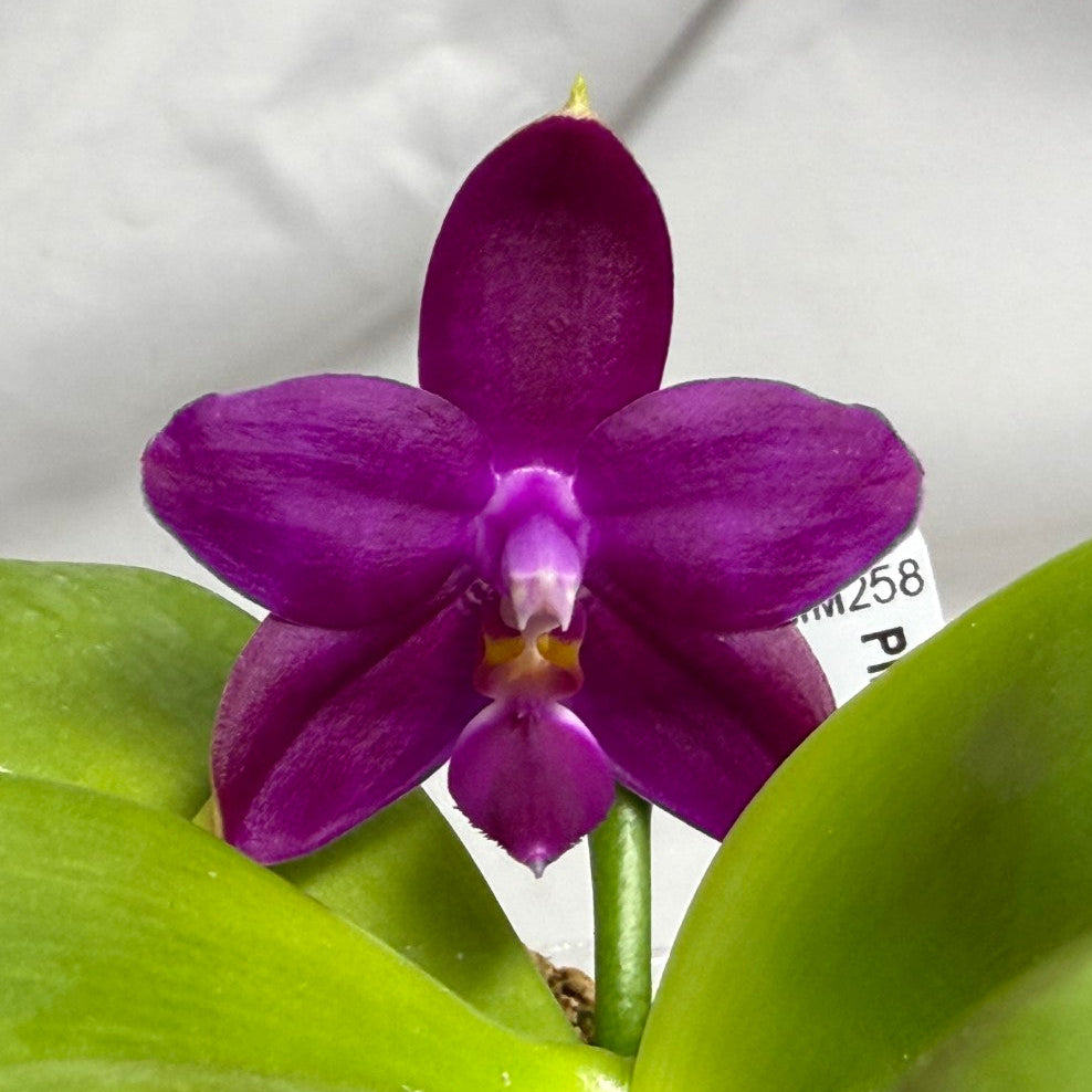 希少蘭　胡蝶蘭レア　P. Fuller’s Miss Pelotic Queen New Addition for March 23, 2026 – Big Leaf Orchids
