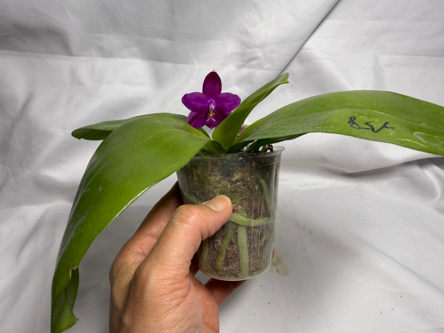 AMM258 - Phalaenopsis Mituo Violet Dragon (seed grown) 260614 Flowering