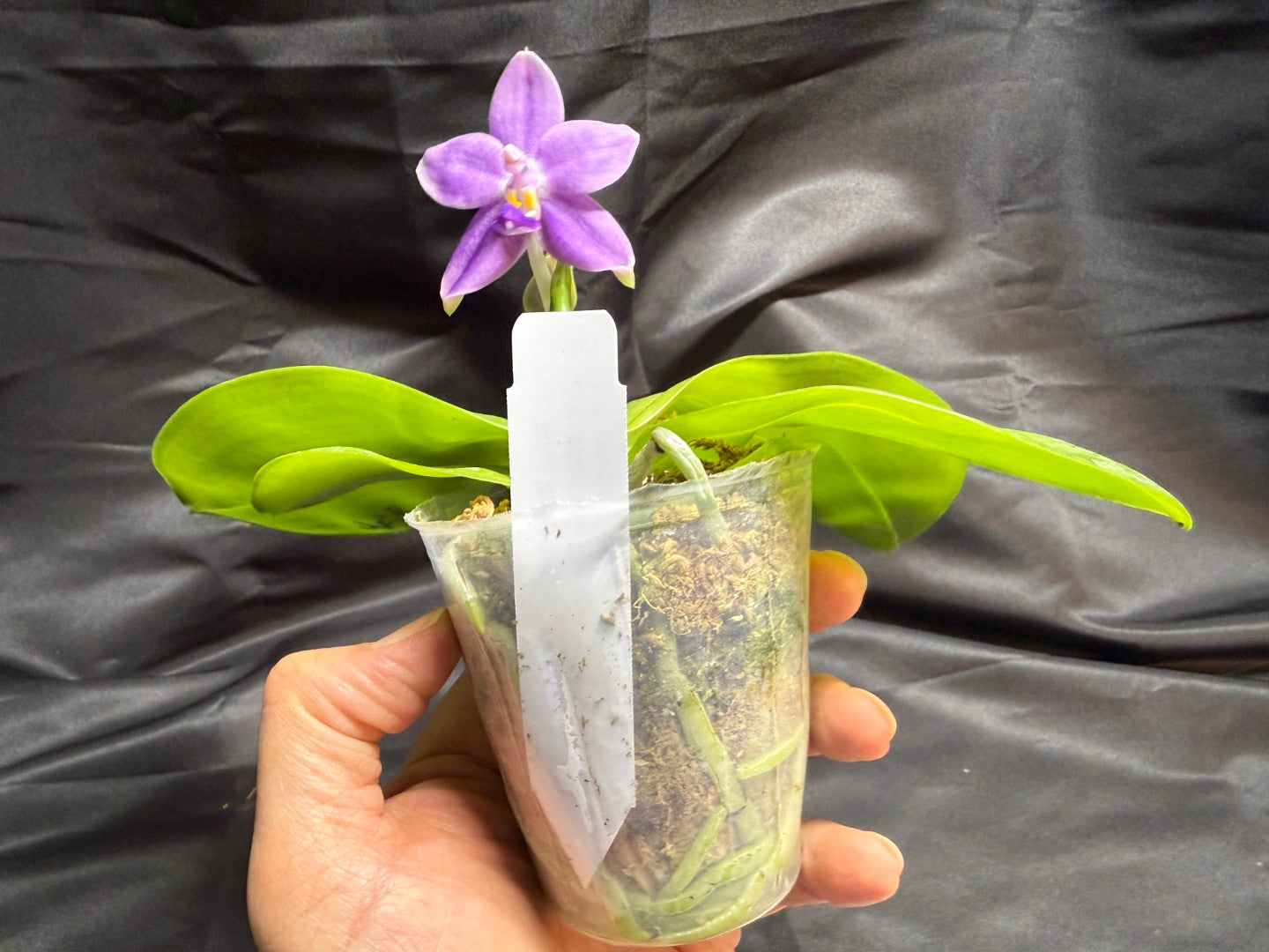 AMM258 - Phalaenopsis Mituo Violet Dragon (seed grown) 260707-B Flowering