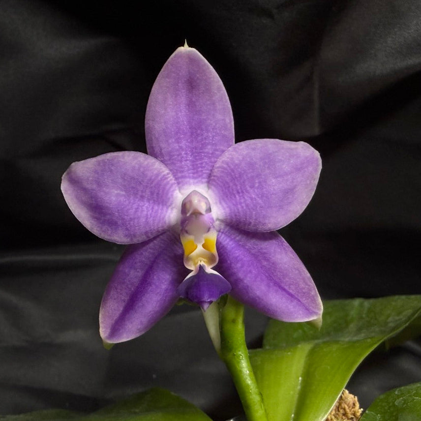 AMM258 - Phalaenopsis Mituo Violet Dragon (seed grown) 260707-B Flowering