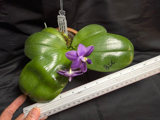 AMM258 - Phalaenopsis Mituo Violet Dragon (seed grown) 260707 Flowering