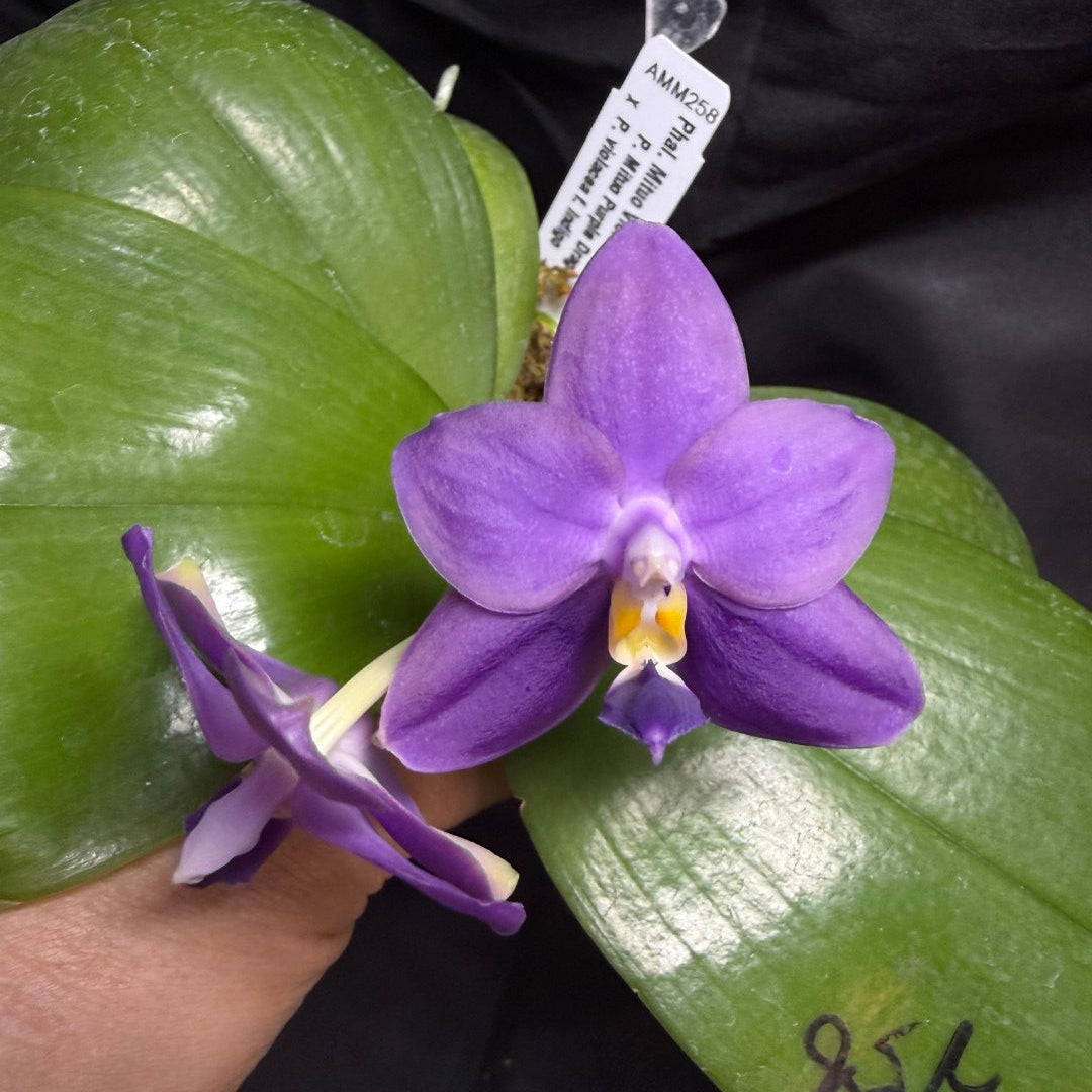 AMM258 - Phalaenopsis Mituo Violet Dragon (seed grown) 260707 Flowering