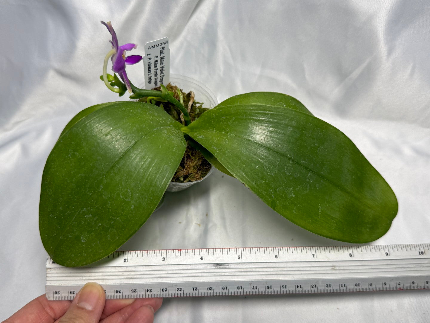 AMM258 Phalaenopsis Mituo Violet Dragon (seed grown) 260830 Flowering
