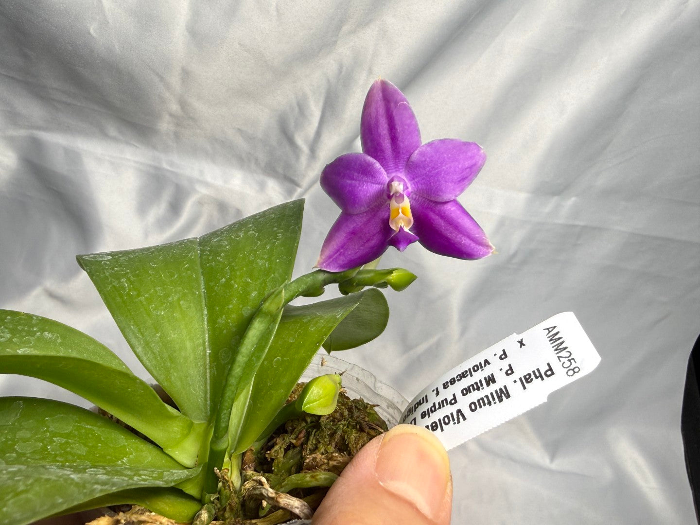 AMM258 Phalaenopsis Mituo Violet Dragon (seed grown) 260830 Flowering