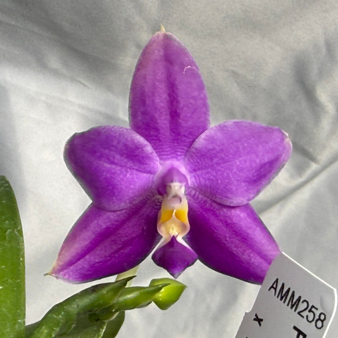 A single purple orchid flower with a yellow and white center, attached to a green stem, photographed against a wrinkled light gray fabric background. A small white tag with printed text is visible near the lower right.