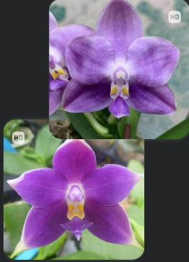 AMM258 - Phalaenopsis Mituo Violet Dragon (seed grown)